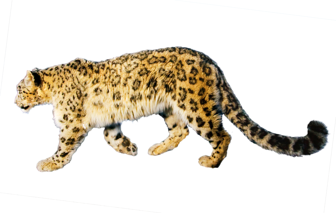 Snow Leopardin Stride