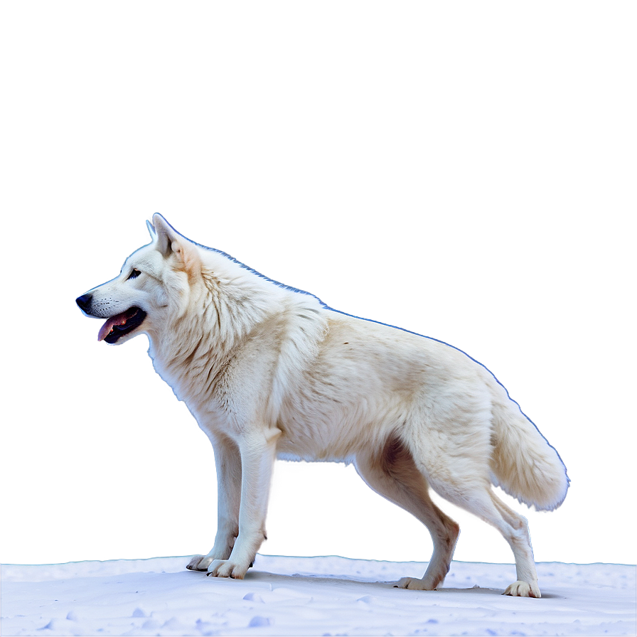 Snowy Alpha Wolf Scene Png Vda