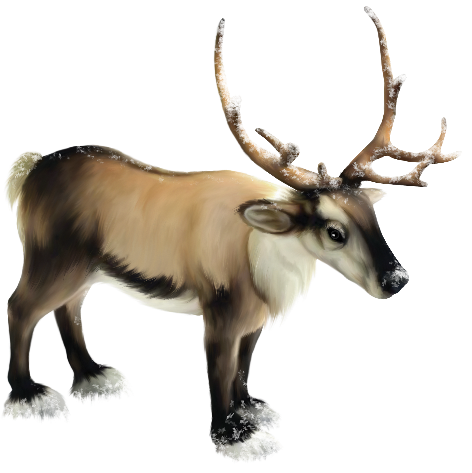 Snowy Antlered Reindeer Illustration.png