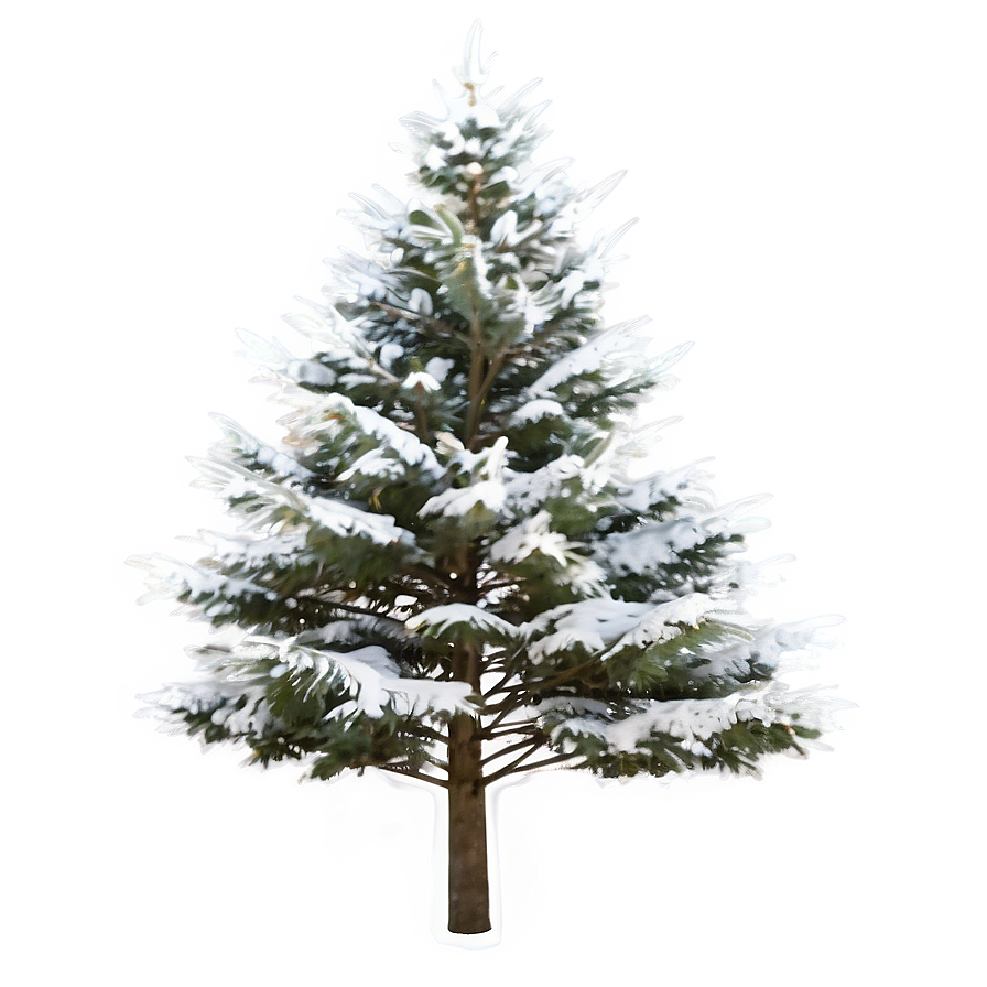 Snowy Evergreen Tree Png 18