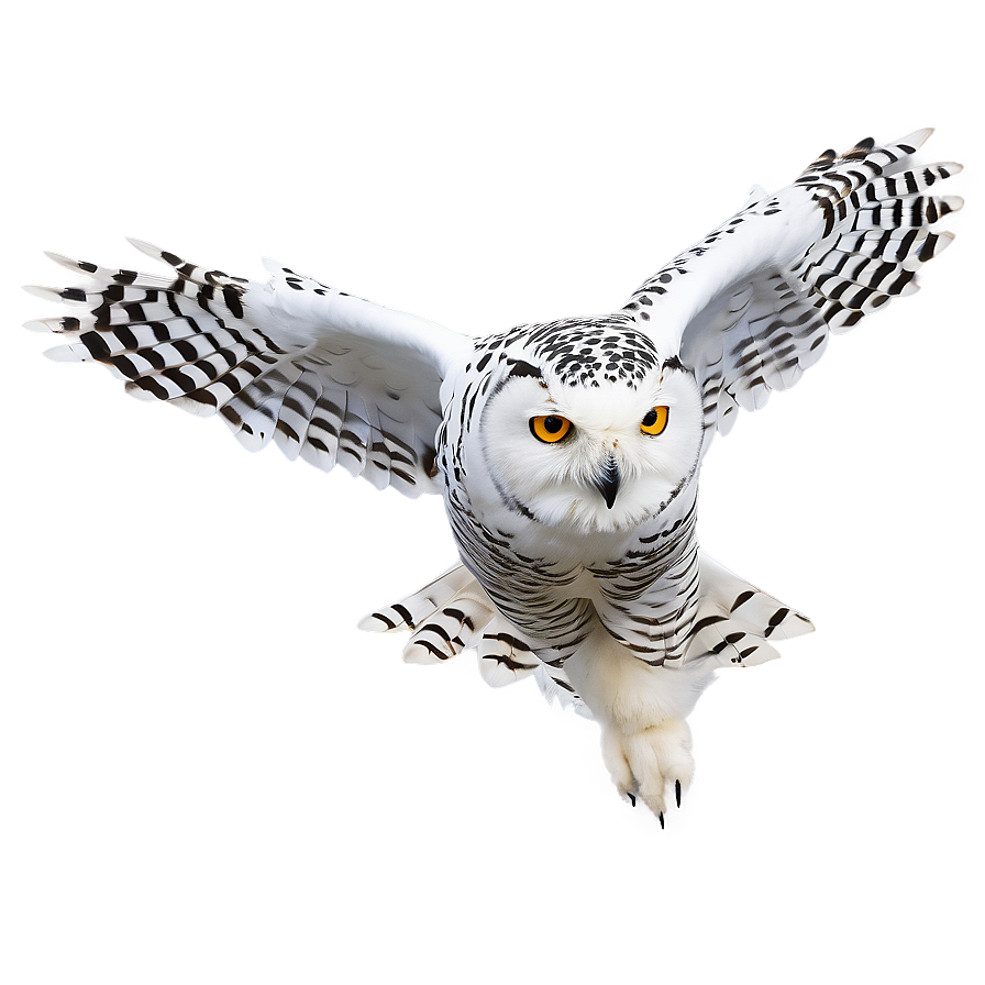 Snowy Owl In Flight Photo Png 48