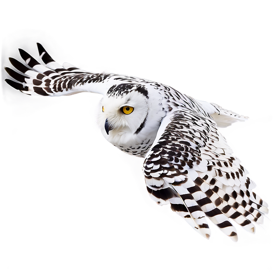 Snowy Owl In Flight Png 71