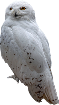 Snowy_ Owl_ Perched PNG with transparent background