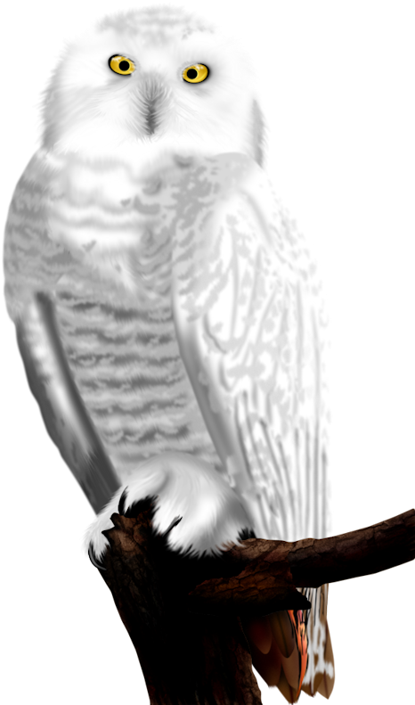 Snowy Owl Perchedon Branch