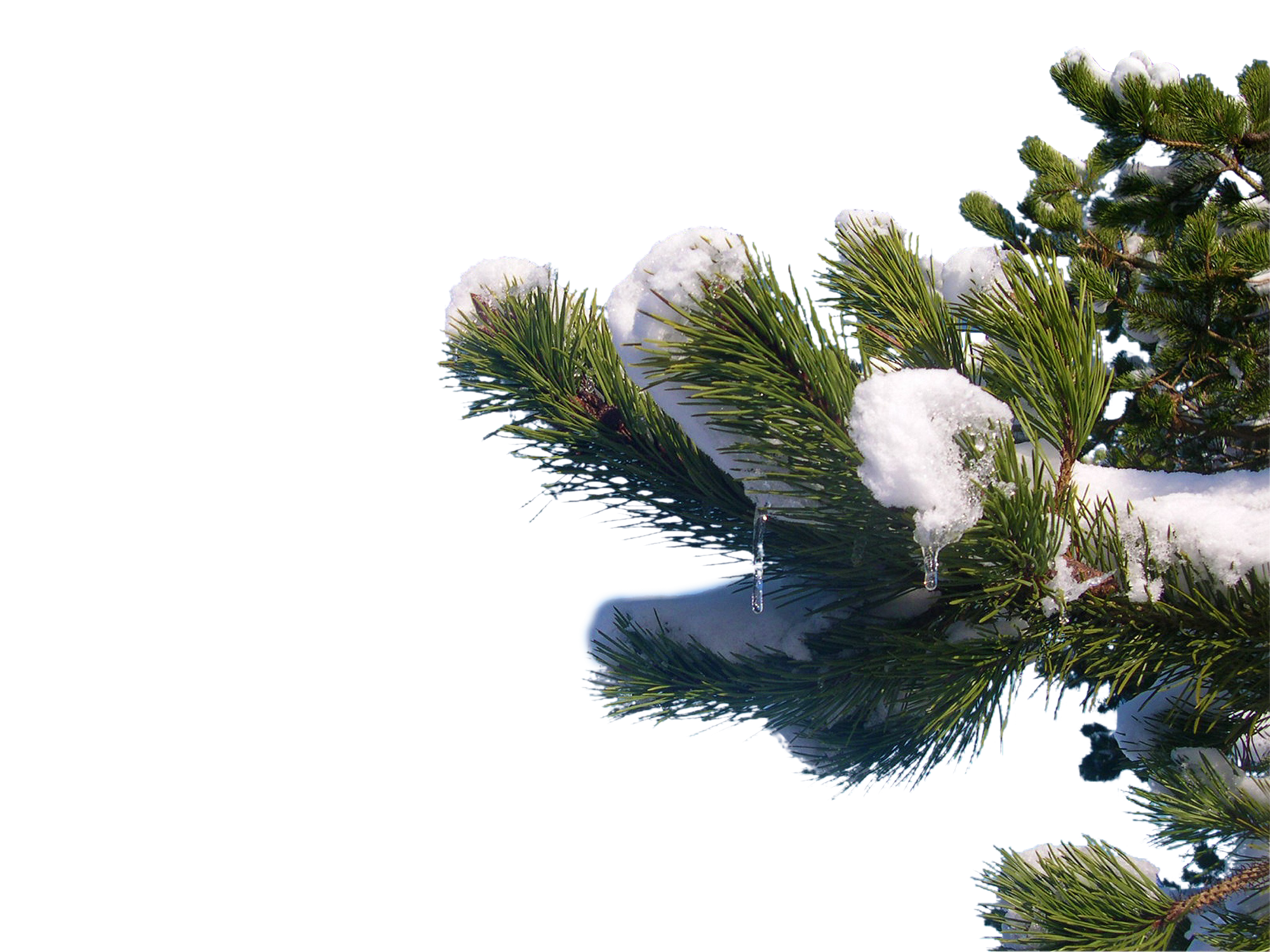 Snowy Pine Brancheswith Icicles PNG with transparent background