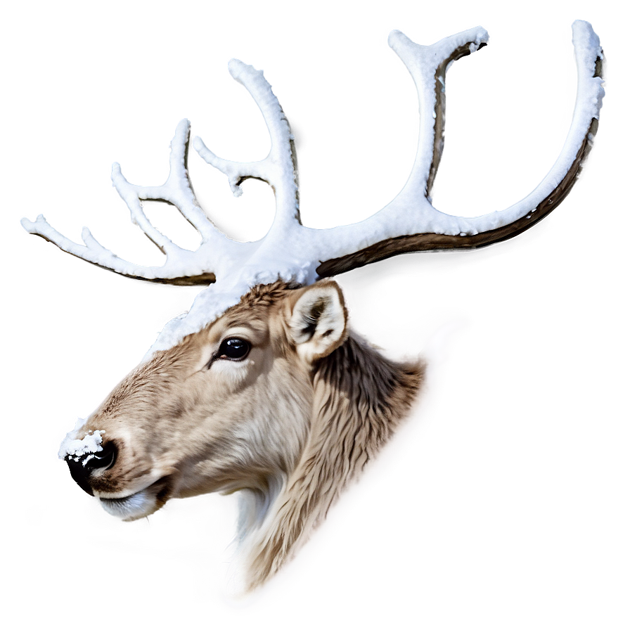 Snowy Reindeer Png 46