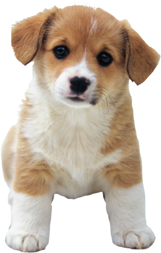 So Cute Puppies Image - Puppy Png, Transparent Png PNG with transparent background
