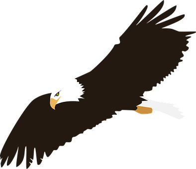 Soaring Bald Eagle Vector