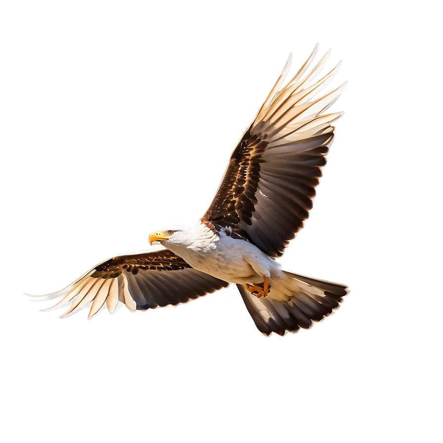 Soaring Bird Flight Png 28