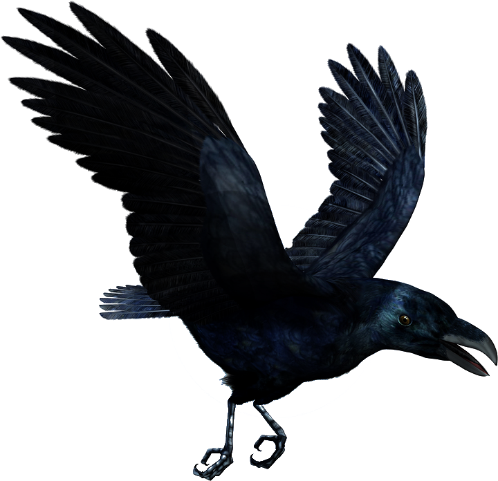 Soaring Black Raven