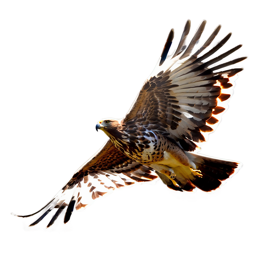 Soaring Hawk Png 05062024