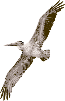 Soaring Pelican Silhouette PNG with transparent background