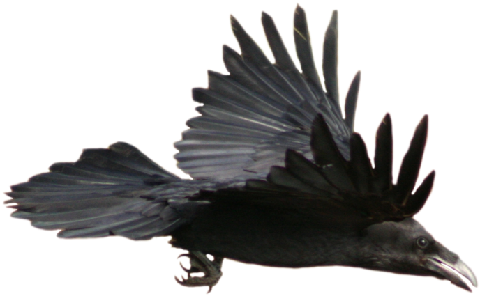 Soaring Raven Transparent Background