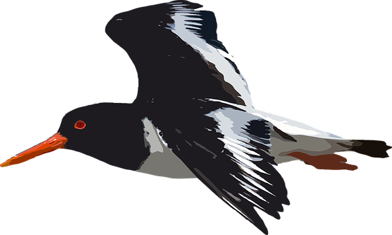 Soaring Seabird Illustration