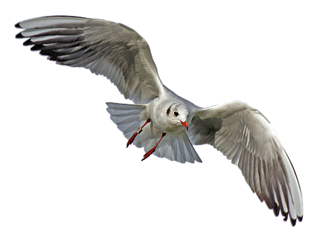 Soaring Seagull Black Background PNG with transparent background