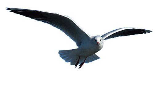 Soaring Seagull Black Background.jpg PNG with transparent background