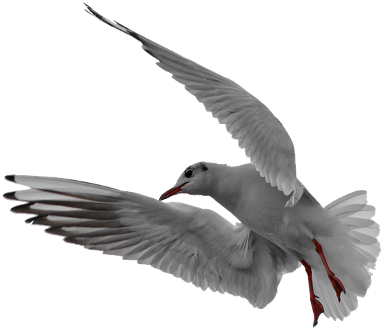 Seagull, Flight, Isolated, In Flight, Bird, Flying - Möwe Png, Transparent Png PNG with transparent background