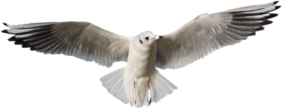 #bird #flying #seagull - European Herring Gull, HD Png Download PNG with transparent background