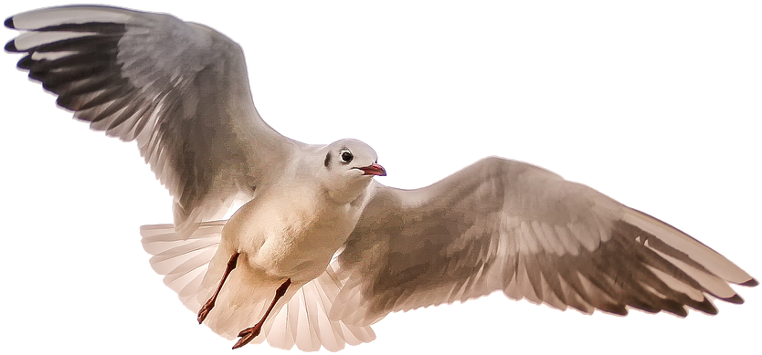 Gull, Sea, Bird, Wing - Birds Flying Towards You, HD Png Download PNG with transparent background