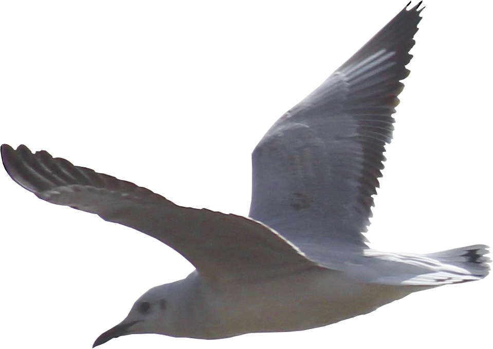 Gulls Png Background Image - Seagull Png, Transparent Png PNG with transparent background