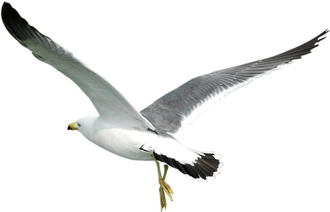 #gull #gulls #seagulls #seagull #flying #birds #bird - Transparent Seagulls Flying Png, Png Download PNG with transparent background