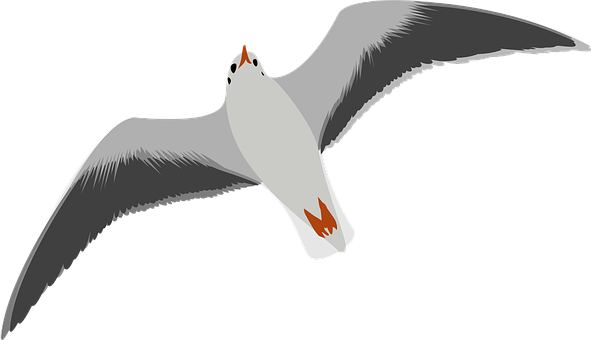 Soaring Seagull Vector Illustration PNG with transparent background