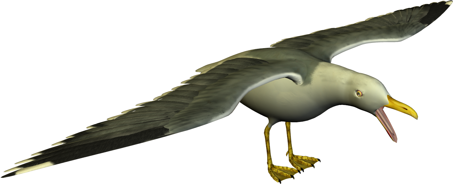 Seagull Clipart - Png Seagull, Transparent Png PNG with transparent background