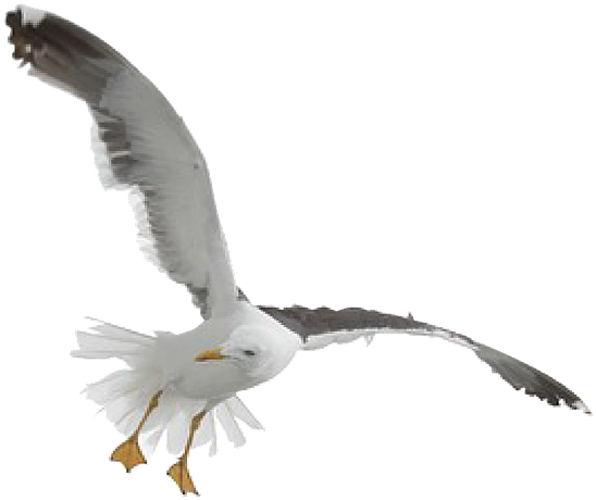 Seagull Fly Gull Free Picture - Flying Seagull Transparent Background, HD Png Download PNG with transparent background