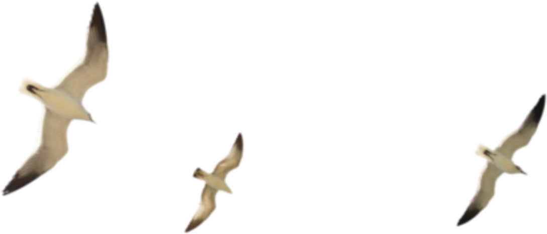 Flying Seagull Png - Transparent Background Seagulls Png, Png Download PNG with transparent background