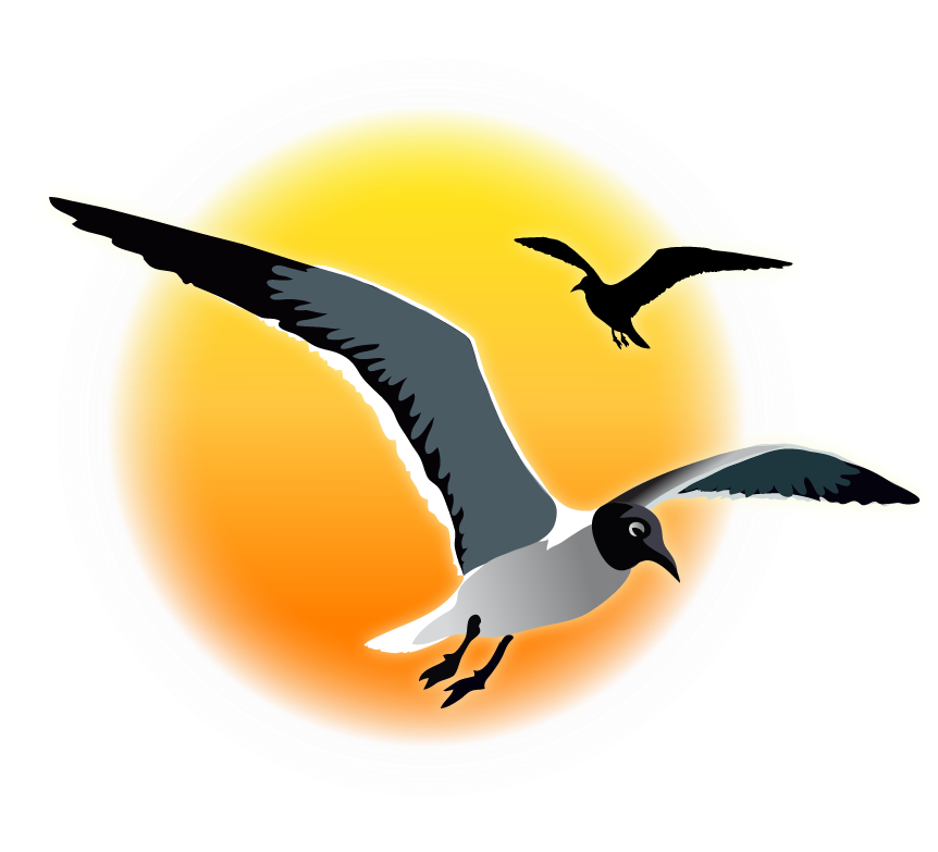 Soaring Seagulls Sunset Graphic