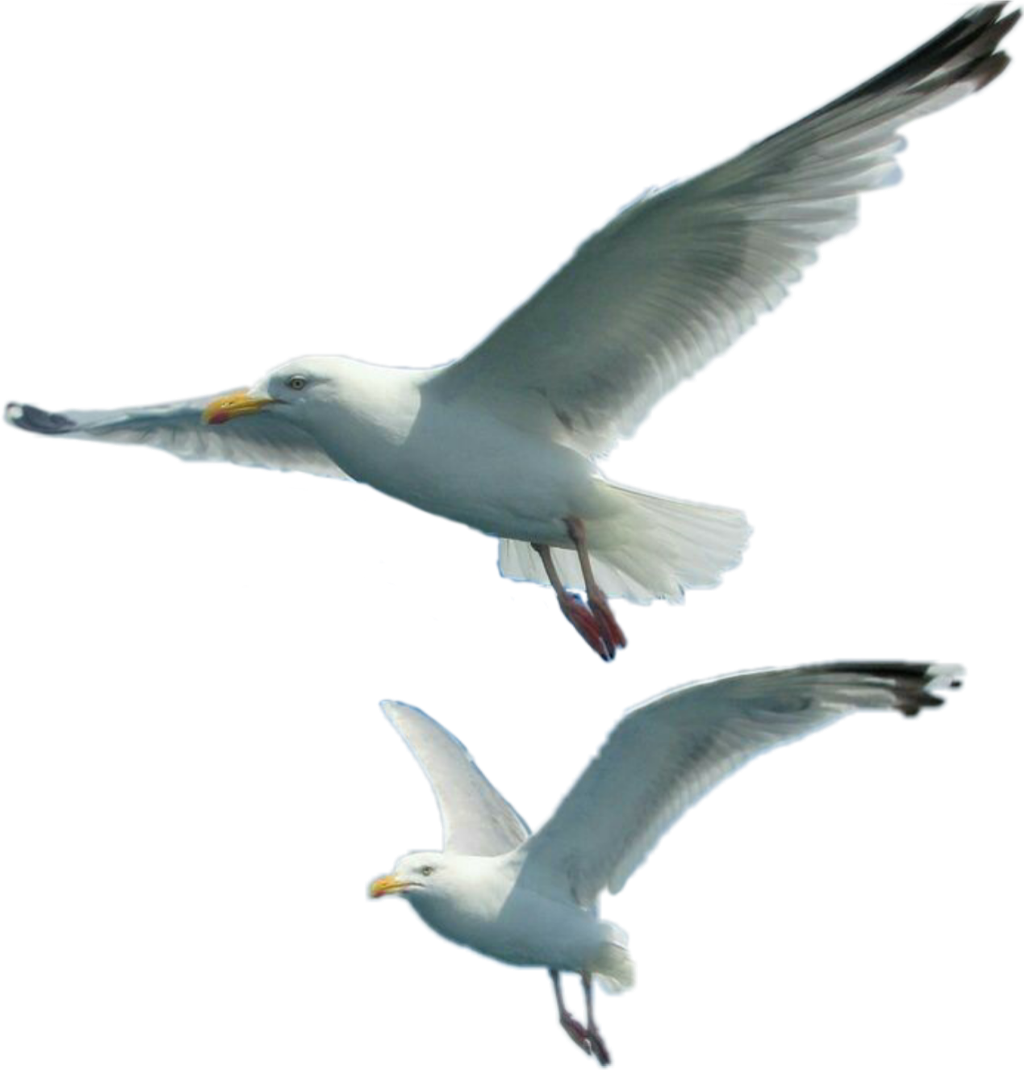European Herring Gull - Gulls, HD Png Download PNG with transparent background
