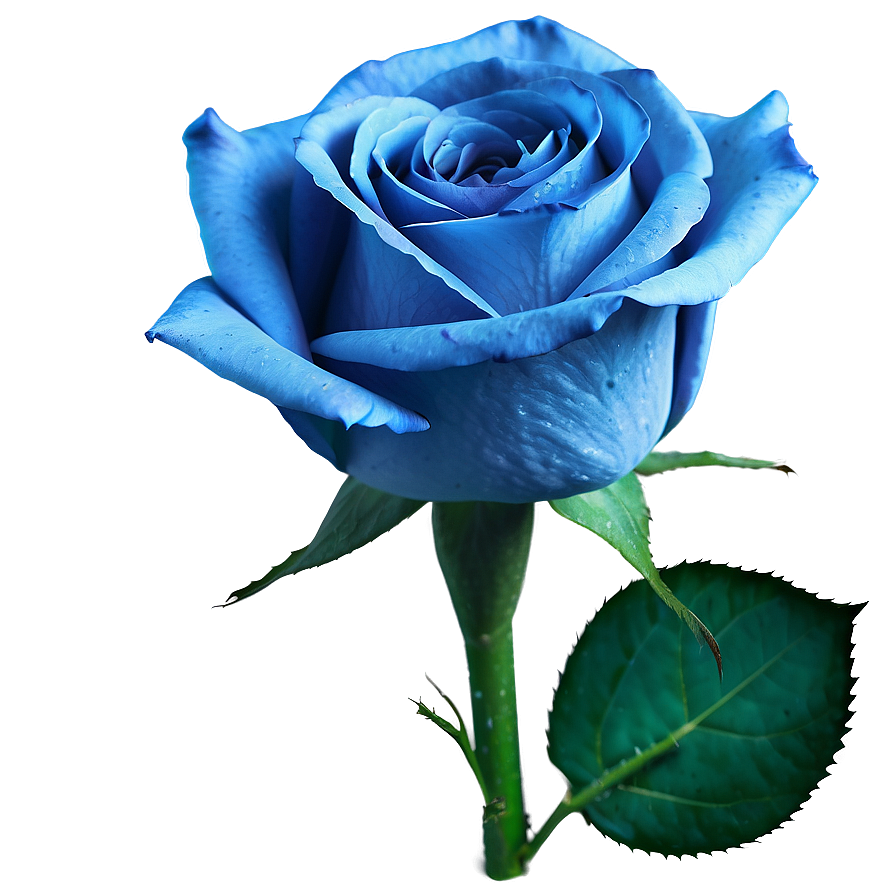 Soft Blue Rose Png 06202024