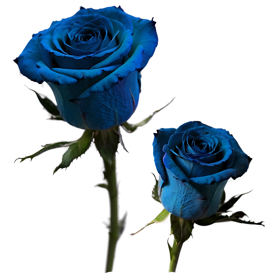 Soft Blue Rose Png 93