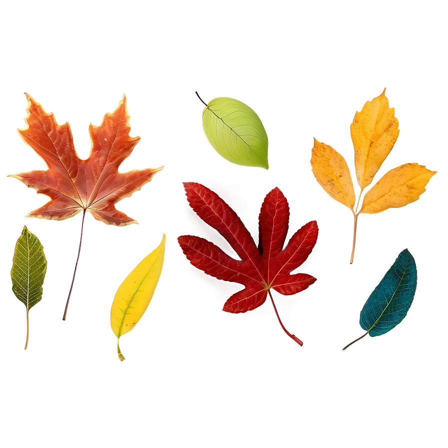 Soft Edge Fall Leaf Png Pel