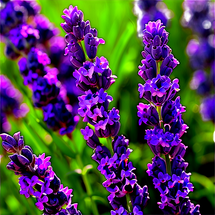 Soft Lavender Field Png Jrf67