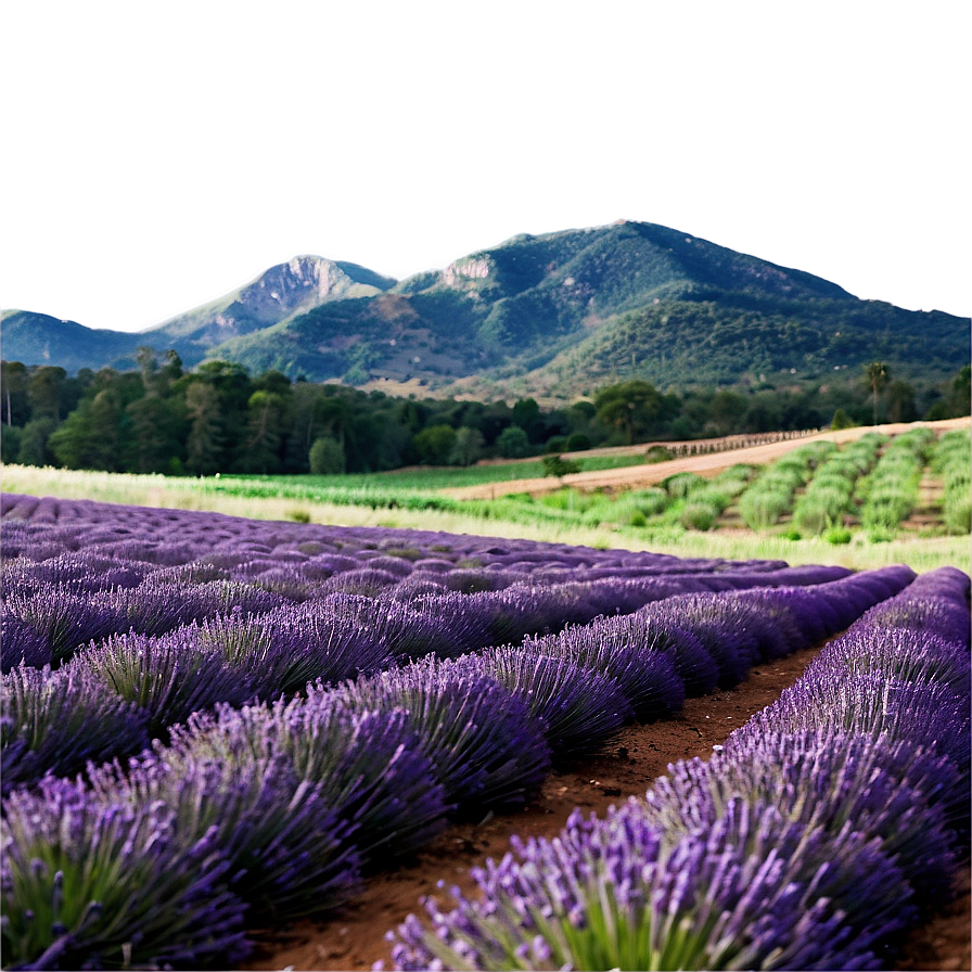 Soft Lavender Field Png Ydi