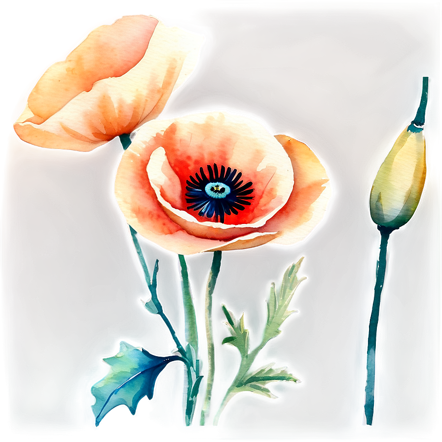 Soft Poppy Watercolor PNG 50 PNG with transparent background