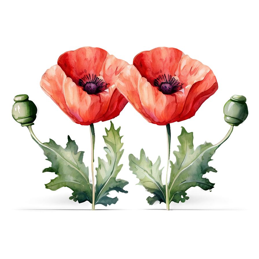 Soft Poppy Watercolor PNG 62 PNG with transparent background