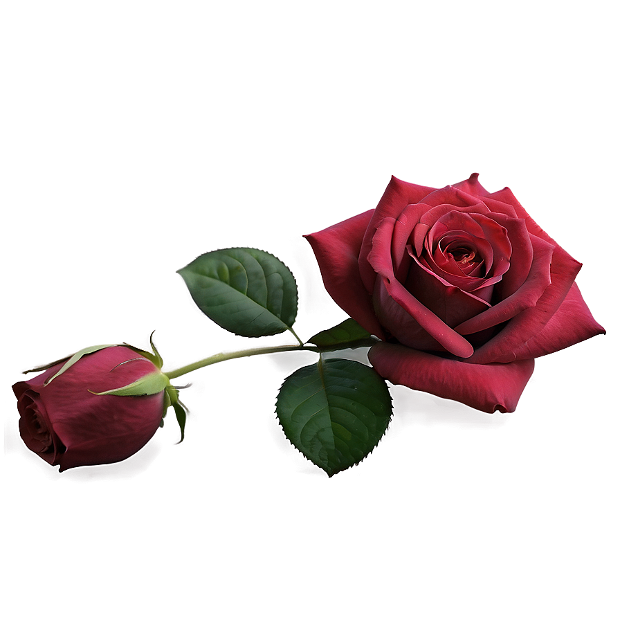 Soft Red Rose Png 05242024