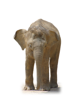 Solitary Elephant Black Background PNG with transparent background