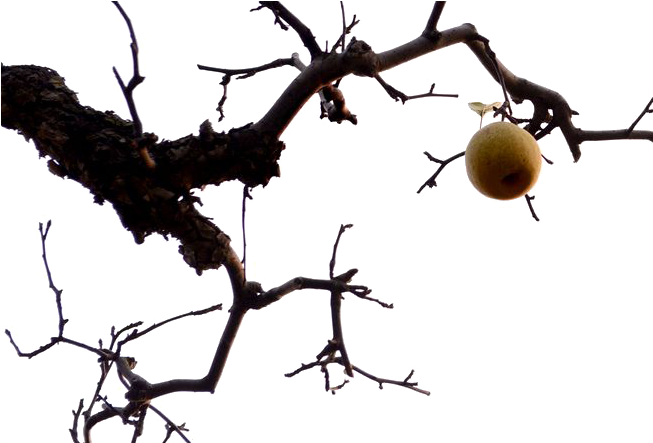 Solitary Fruiton Bare Branches.png