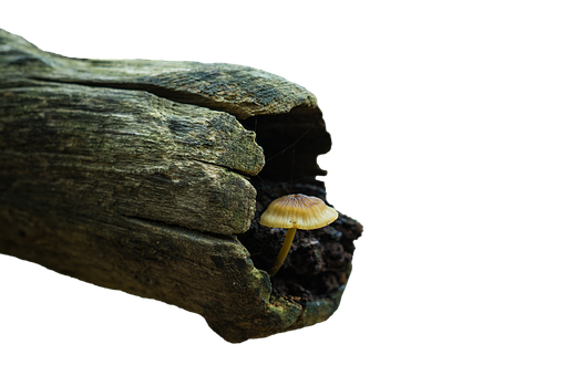Solitary_ Mushroom_ Under_ Log PNG with transparent background