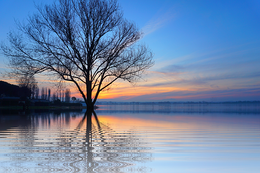 Solitary Tree Sunset Lake Reflection