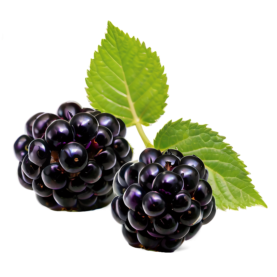 Sour Blackberry Fruit Png 31