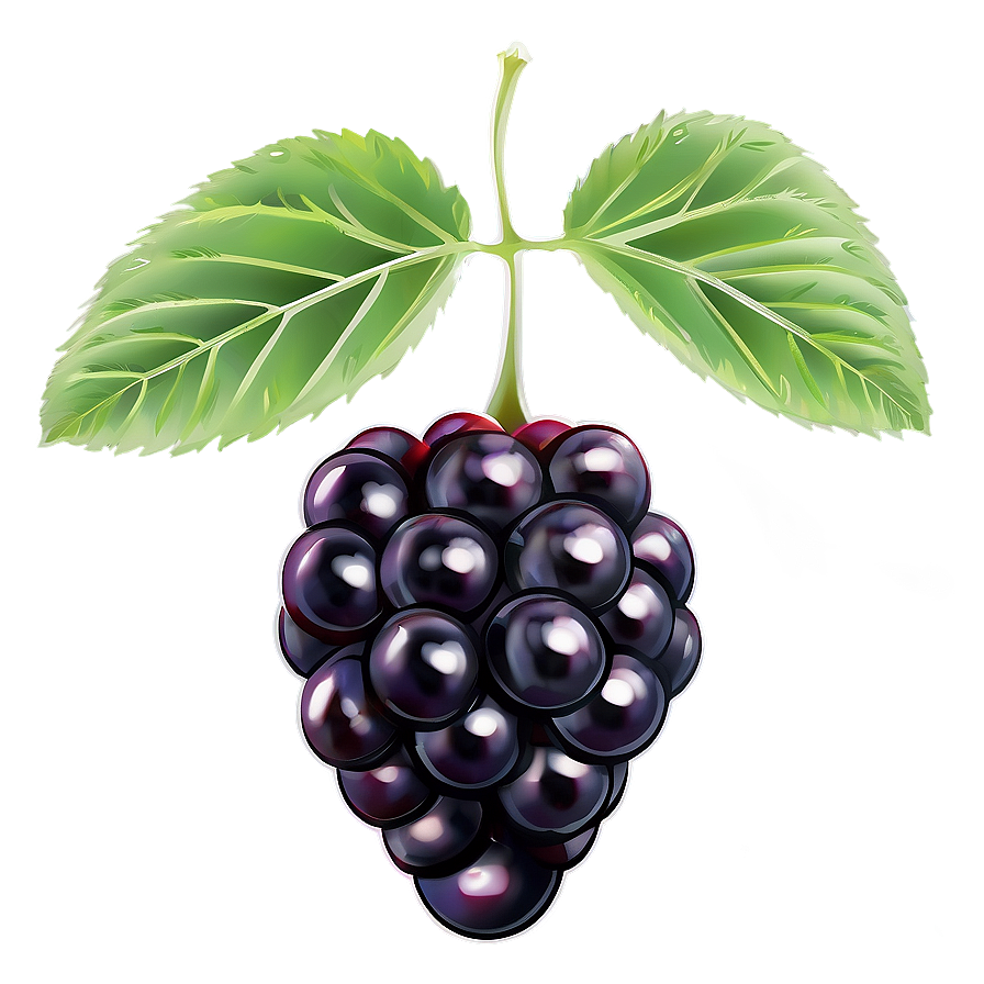 Sour Blackberry Fruit Png Snr67