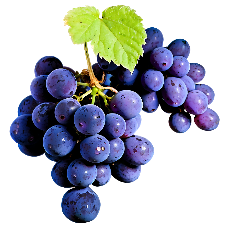 Sour Grape Cluster PNG ddw90 PNG image with a transparent background, free high-resolution download