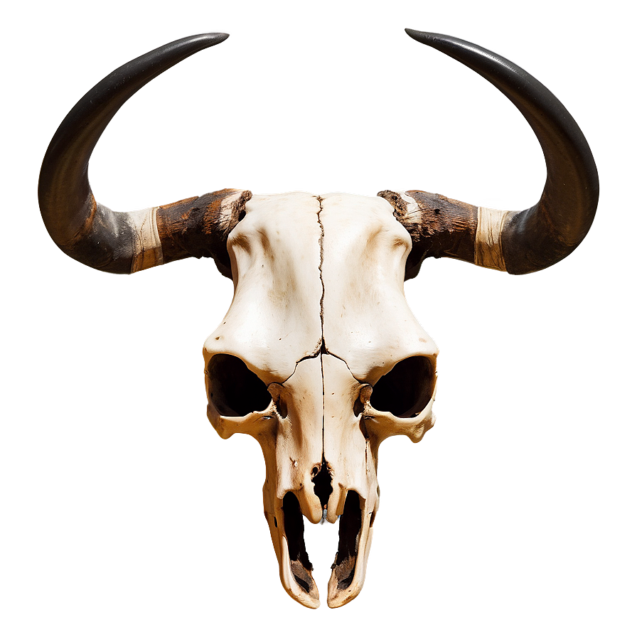 Southwestern Longhorn Skull Art Png Mbf19