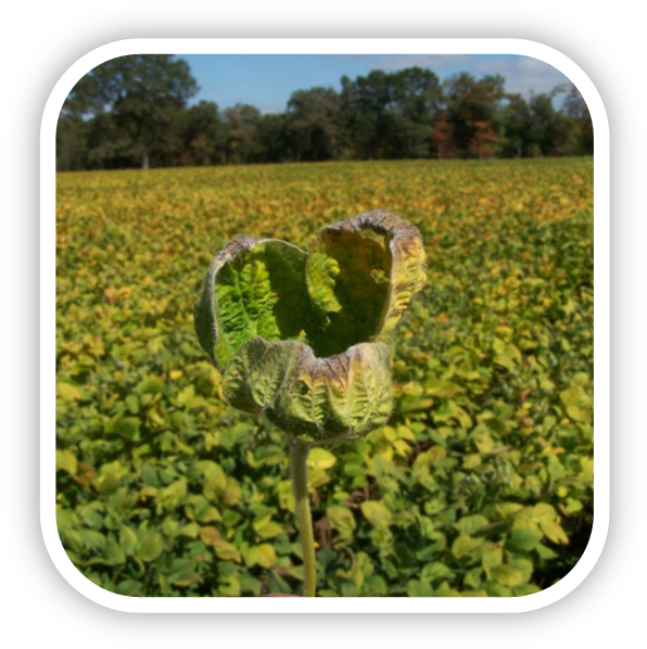 Soybean Fieldwith Curling Leaf