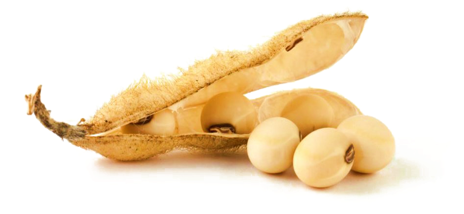 Soybean Podand Seeds