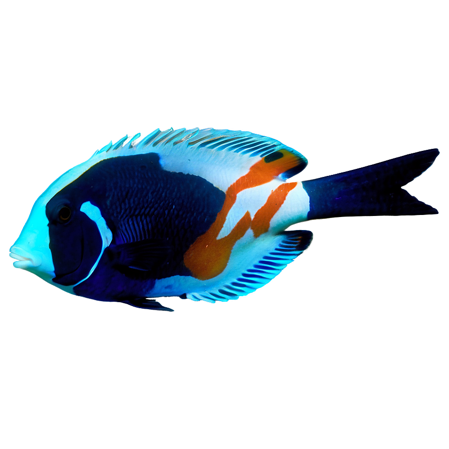 Spain Aquarium Marine Life Png 06202024